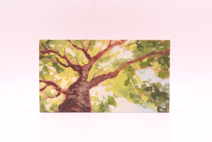 Canopy (0799)