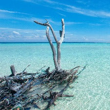 Fragrance Oil - Seaside Woods (Yankee Candle Dupe)