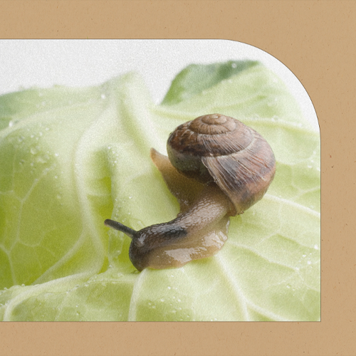 LAMELIN Gold Snail Peeling Gel جل مقشر بهلام الحلزون والذهب