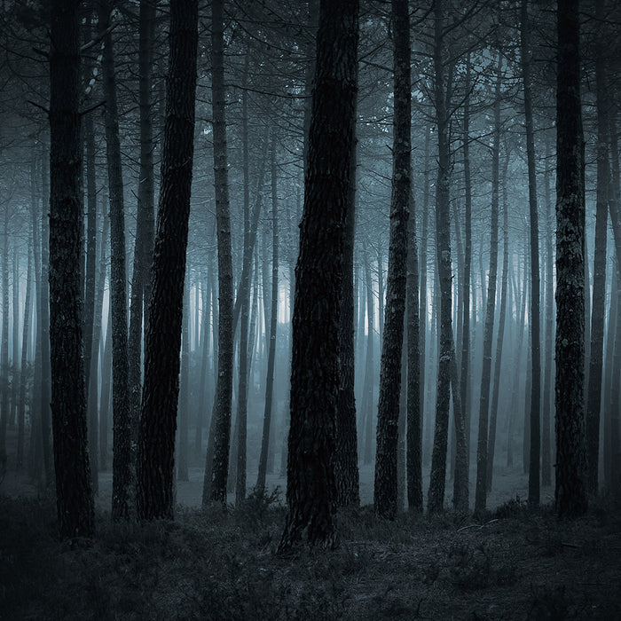 Twilight Woods for Men Fragrance Oil 693
