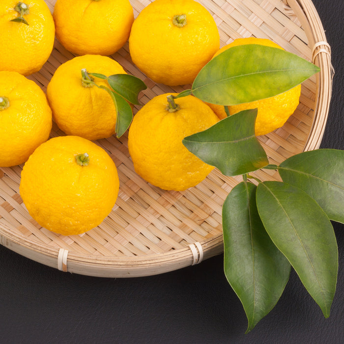 Yuzu ORIGINAL Essential Oil and Fragrance Blend 537