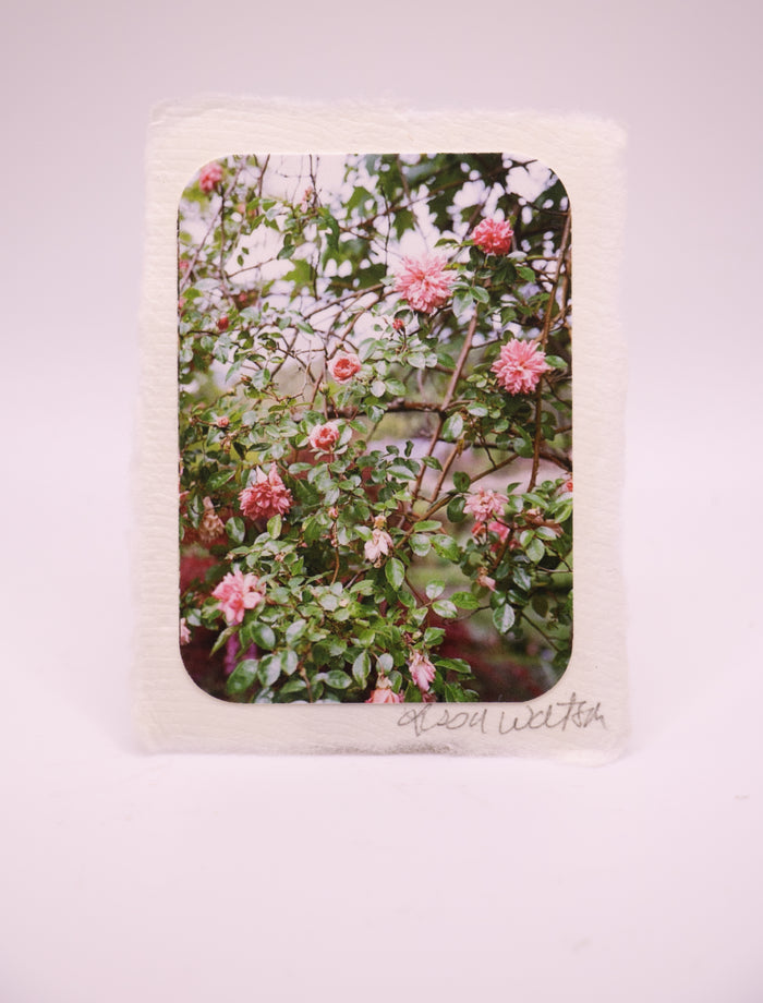 Grow Wild (0754)