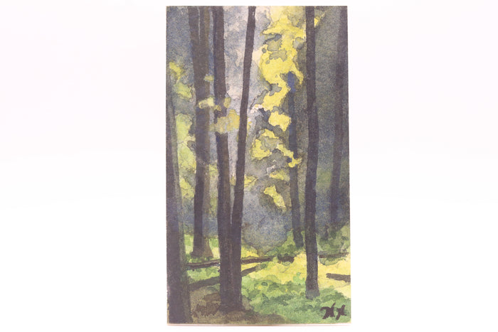 Light in the Woods (0498)