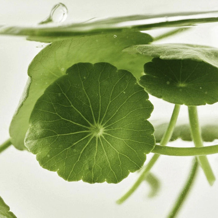 Beauty of Joseon Light On Serum Centella + Vita C 30ml | VGLE Beauty Canada