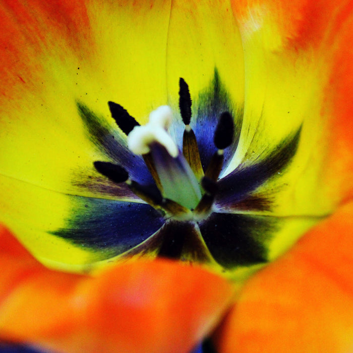 Calypso Sun Fragrance Oil 689