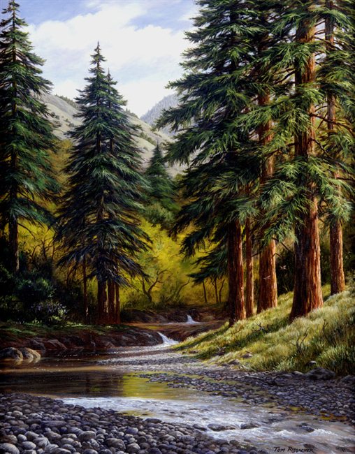 Coast Redwoods