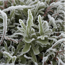 Fragrance Oil - Frosted Moss & Sage (Bulk)