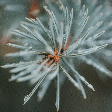 Fragrance Oil - Icy Blue Spruce (Yankee Candle Dupe)