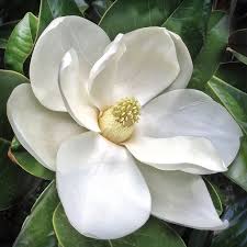 Fragrance Oil - Magnolia