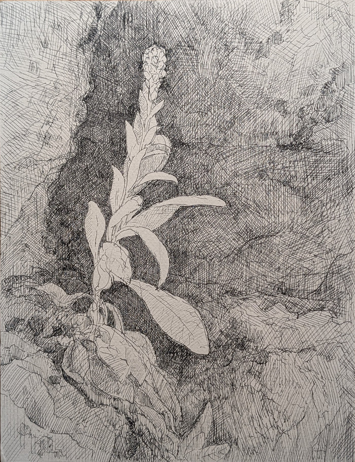 Henry DeGroff, Mullein