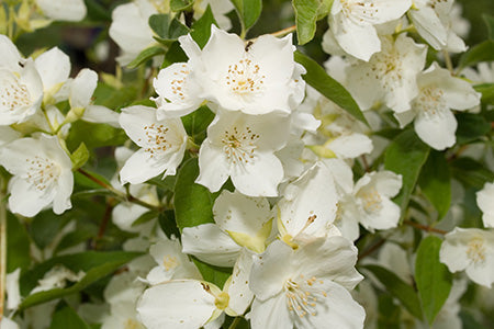 Jasmine White Fragrance Oil 17123