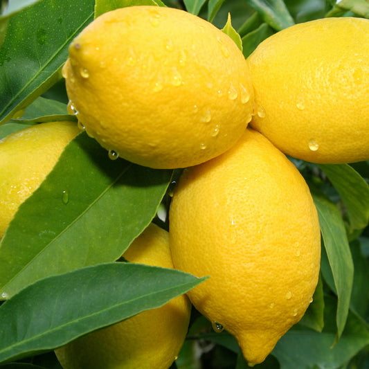 Lemon Verbena Essential Oil and Fragrance Blend 715
