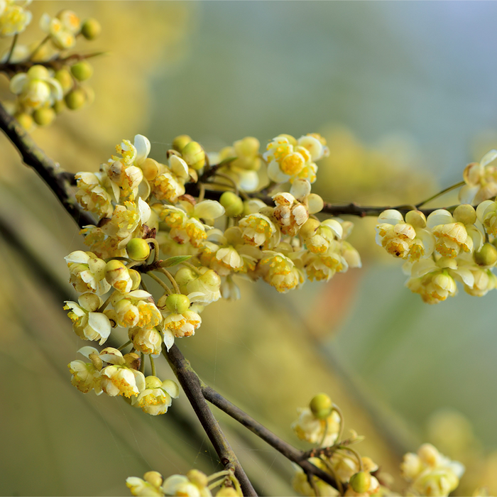 Litsea Cubeba Essential Oil 709