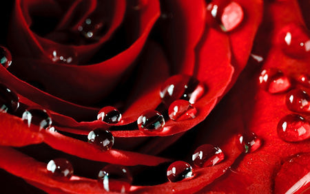 Rose Petals Fragrance Oil 16060