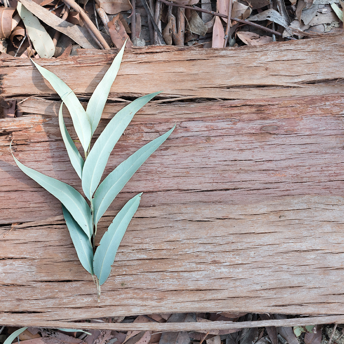 Sandalwood Eucalyptus Fragrance Oil 1176