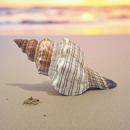Shell on a sandy beach with a sunset in the background