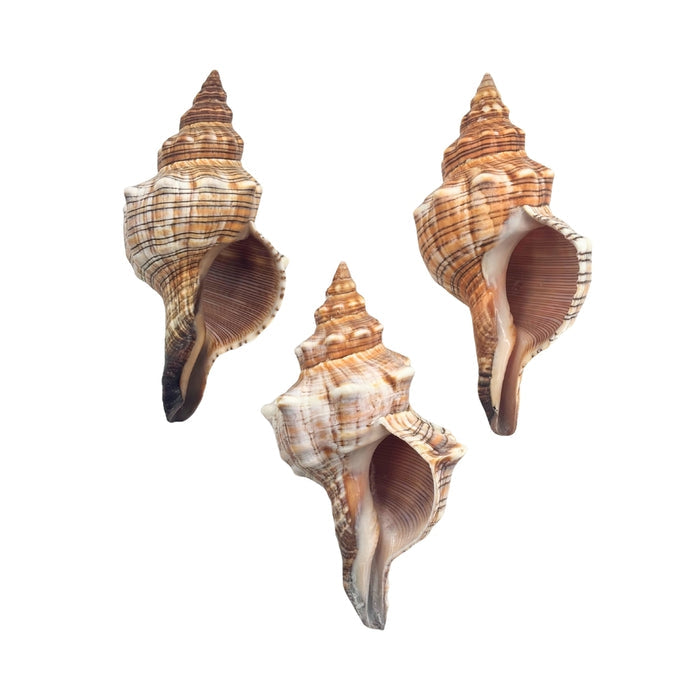 Three seashells with intricate patterns on a white background