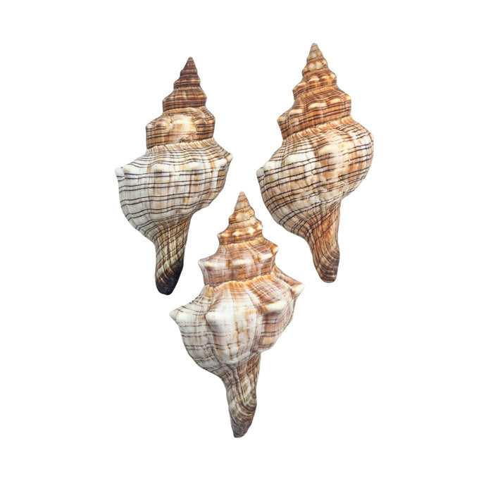 Three seashells with intricate patterns on a white background